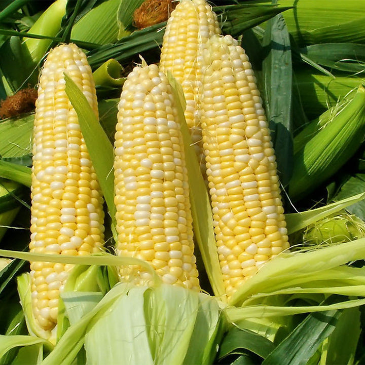 🌈🌽 Семена от скъпоценна царевица - превърнете градината или балкона си в пъстър рай, пълен с реколта