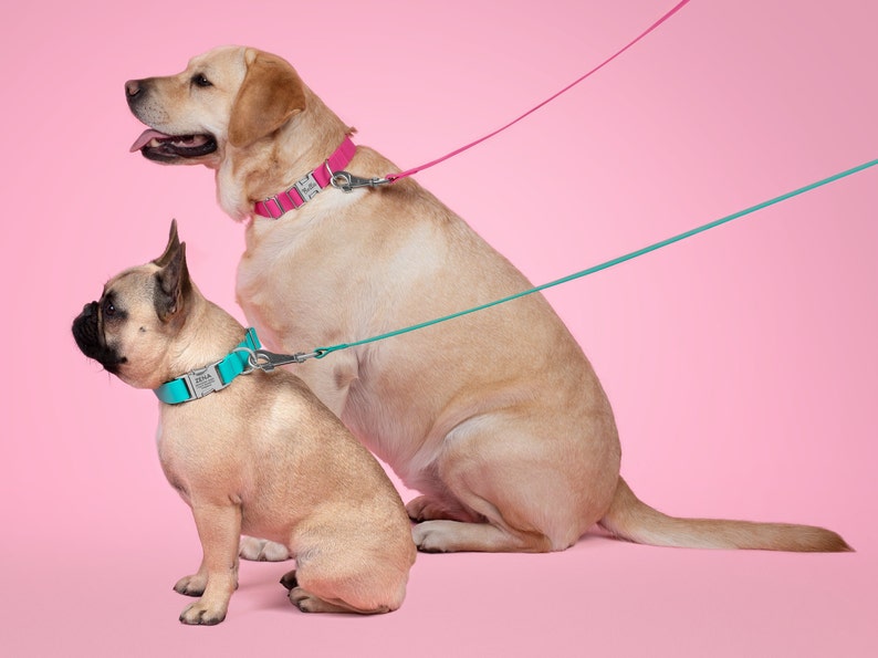 Laisse imperméable résistante aux intempéries pour chien