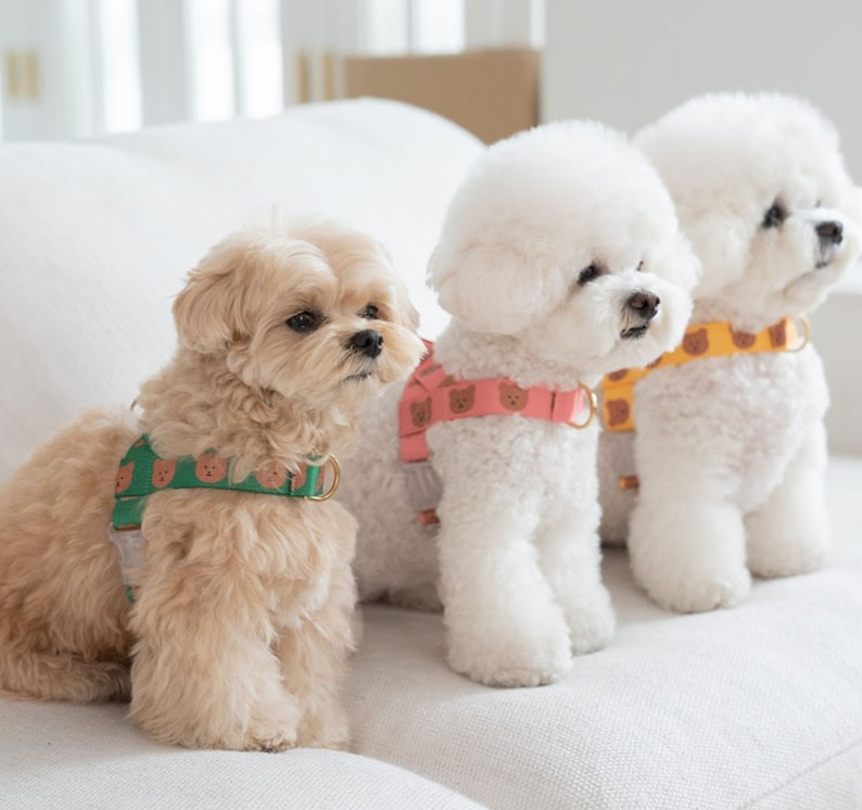 Harnais sans traction imprimé ours pour chien