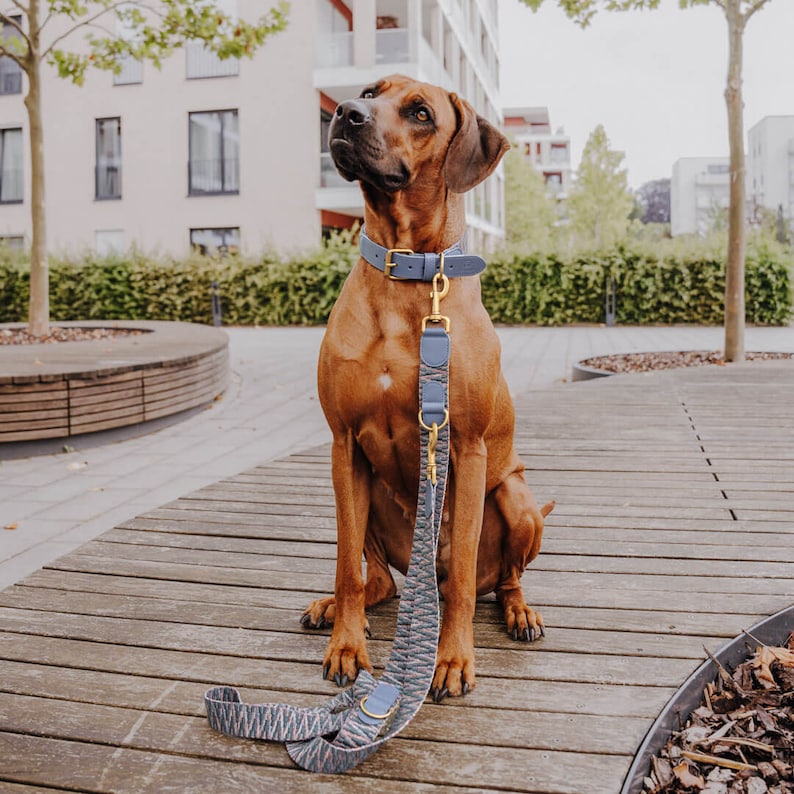 Laisse premium pour chien - Réglable en 3 points - 2 m