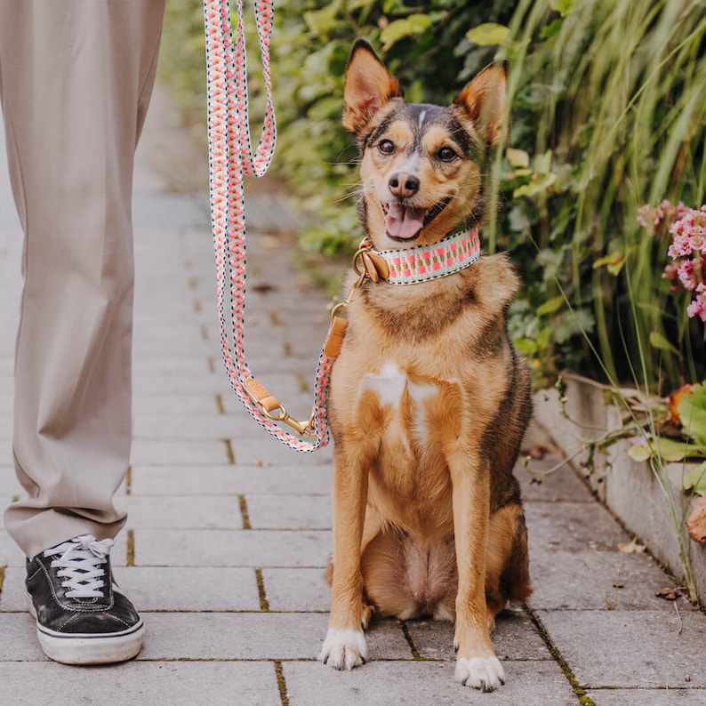 Laisse premium pour chien - Réglable en 3 points - 2 m