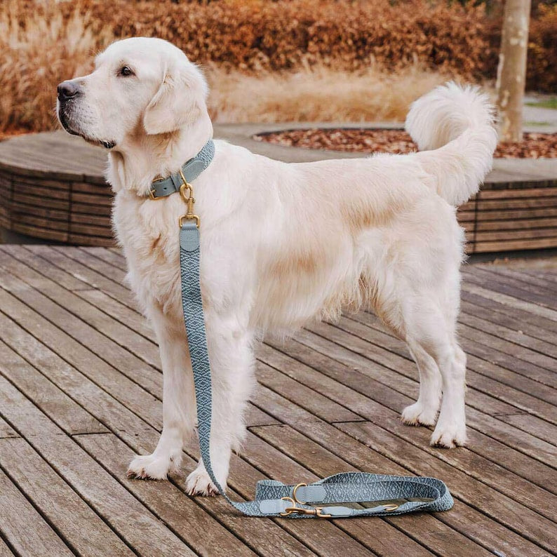 Laisse premium pour chien - Réglable en 3 points - 2 m