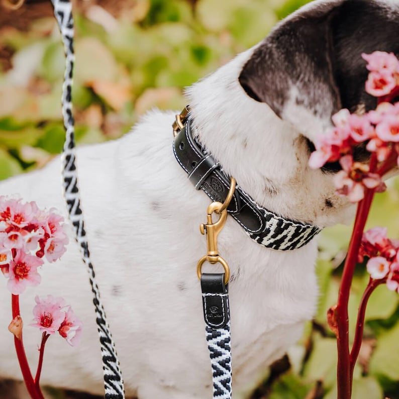 Laisse premium pour chien - Réglable en 3 points - 2 m