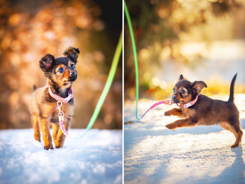 Laisse Flower légère pour chiots, petits chiens et animaux
