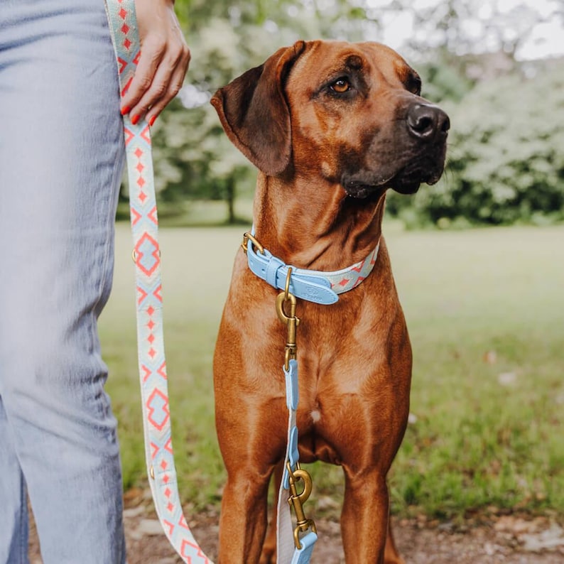 Laisse premium pour chien - Réglable en 3 points - 2 m