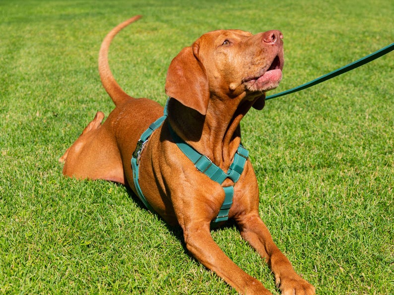 Harnais en cuir pour chien, harnais personnalisé pour chien, harnais de poitrine en cuir, cadeaux pour animaux de compagnie, harnais réglable pour chien, accessoires personnalisés pour chien