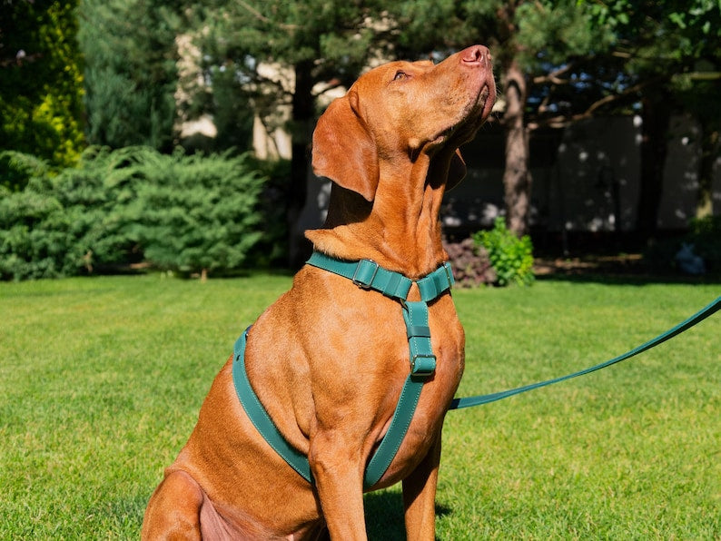 Harnais en cuir pour chien, harnais personnalisé pour chien, harnais de poitrine en cuir, cadeaux pour animaux de compagnie, harnais réglable pour chien, accessoires personnalisés pour chien