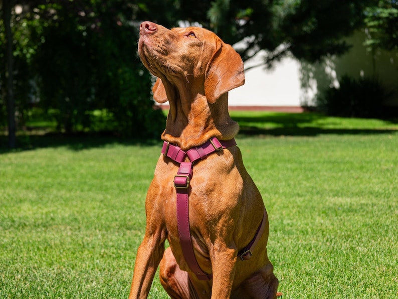 Harnais en cuir pour chien, harnais personnalisé pour chien, harnais de poitrine en cuir, cadeaux pour animaux de compagnie, harnais réglable pour chien, accessoires personnalisés pour chien