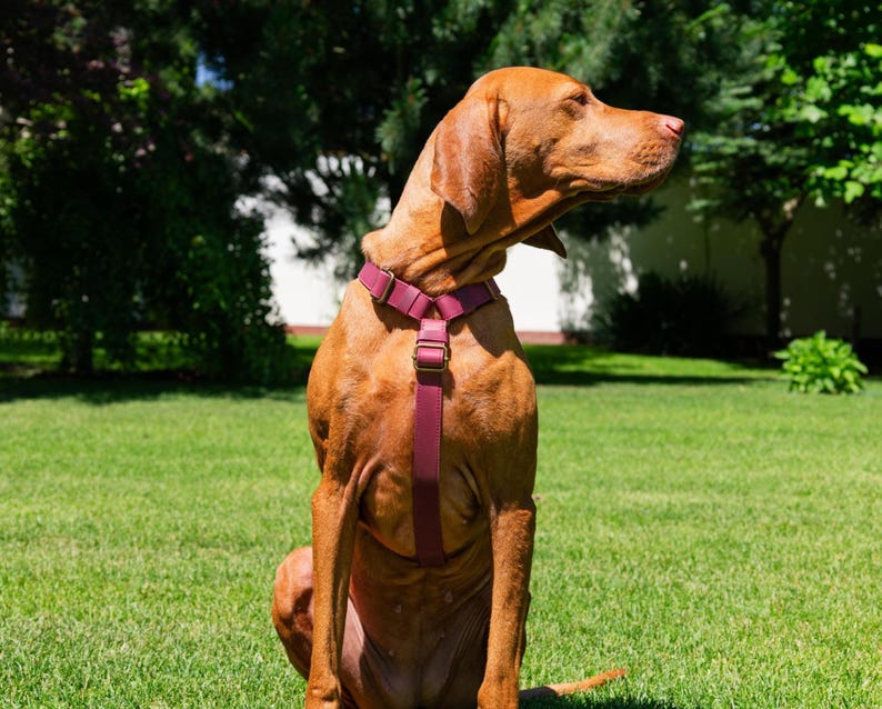 Harnais en cuir pour chien, harnais personnalisé pour chien, harnais de poitrine en cuir, cadeaux pour animaux de compagnie, harnais réglable pour chien, accessoires personnalisés pour chien