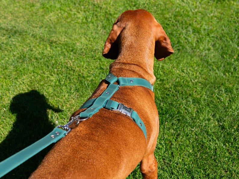 Harnais en cuir pour chien, harnais personnalisé pour chien, harnais de poitrine en cuir, cadeaux pour animaux de compagnie, harnais réglable pour chien, accessoires personnalisés pour chien