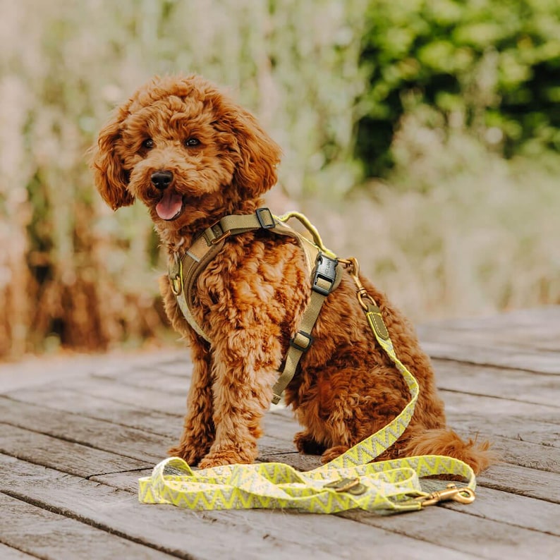 Laisse premium pour chien - Réglable en 3 points - 2 m