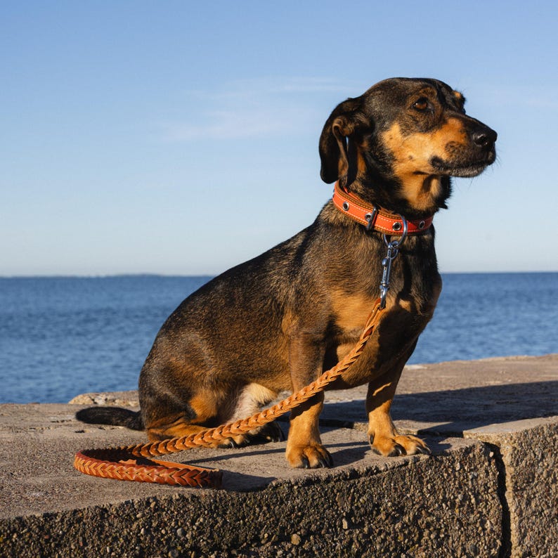 Laisse en cuir tressé fauve souple et extensible pour chien