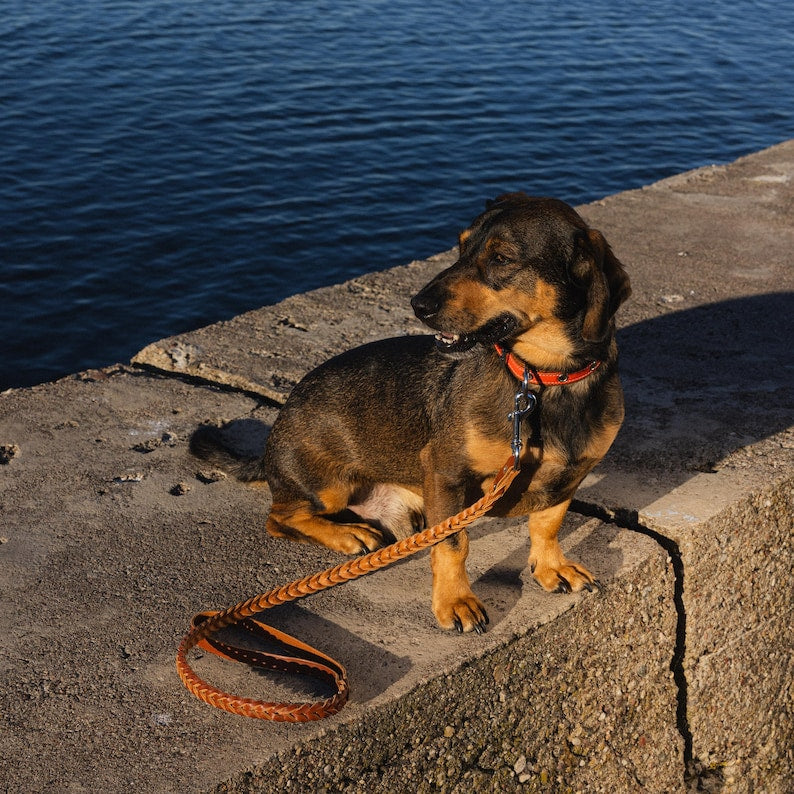 Laisse en cuir tressé fauve souple et extensible pour chien