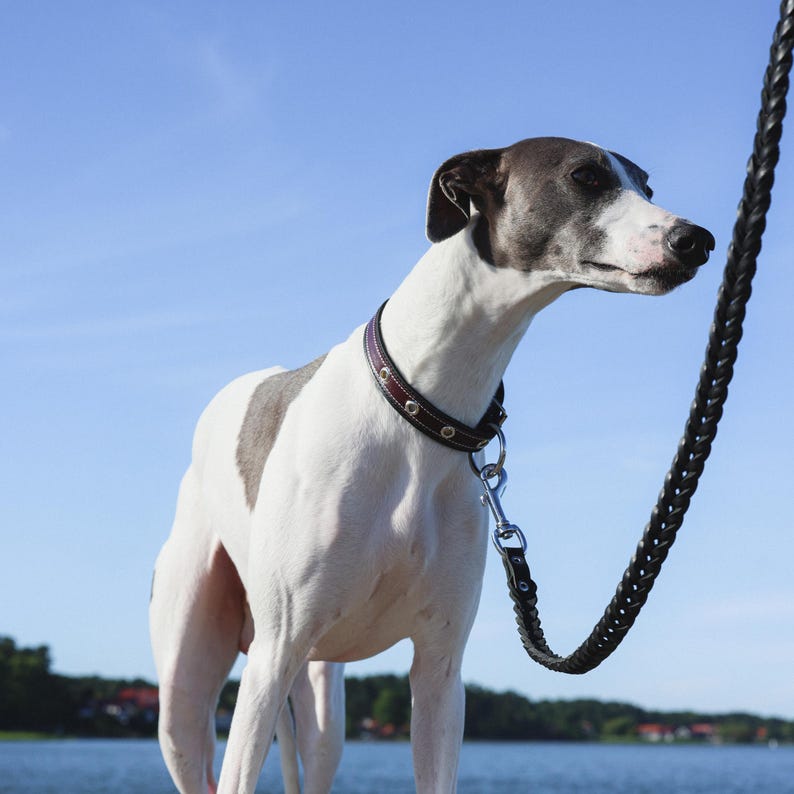 Laisse en cuir tressé fauve souple et extensible pour chien
