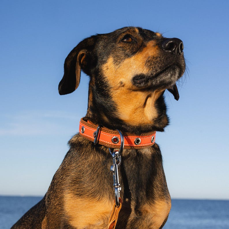 Laisse en cuir tressé fauve souple et extensible pour chien