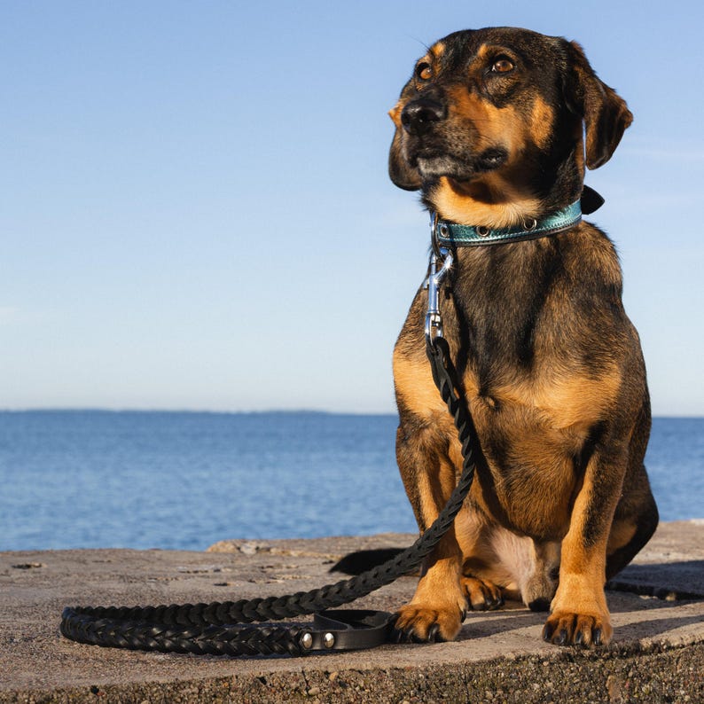 Laisse en cuir tressé fauve souple et extensible pour chien