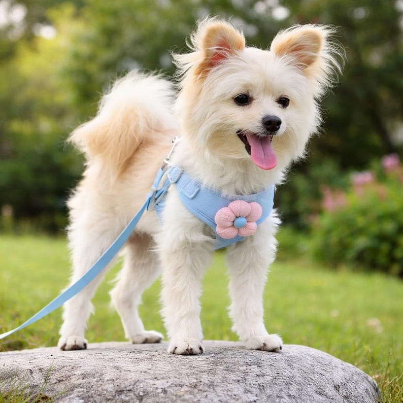 Harnais réglable avec laisse fleurs pour petit chien