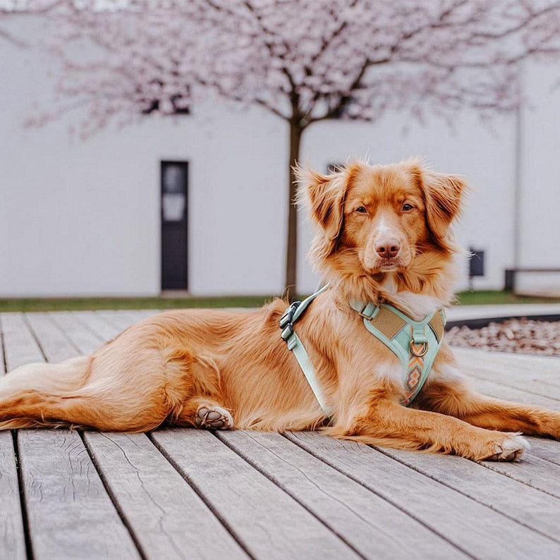 Harnais rembourré haut de gamme pour chien avec poignée et réflecteurs - Très Chic