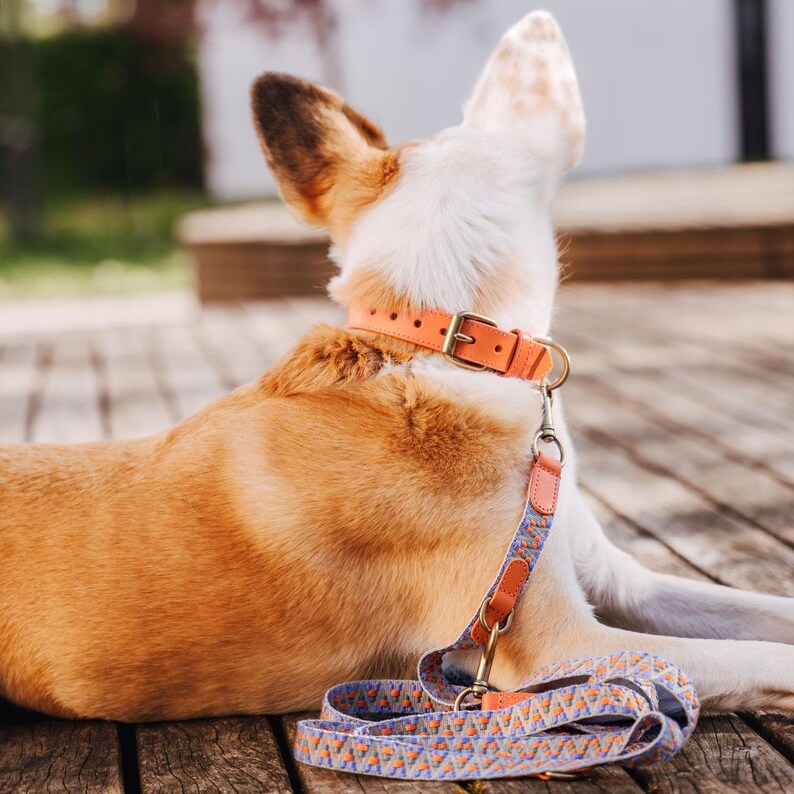 Laisse premium pour chien - Réglable en 3 points - 2 m