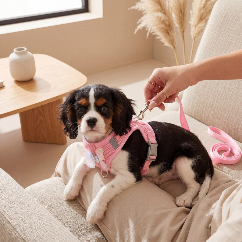 Harnais papillon respirant avec laisse réglable pour chiot et chat