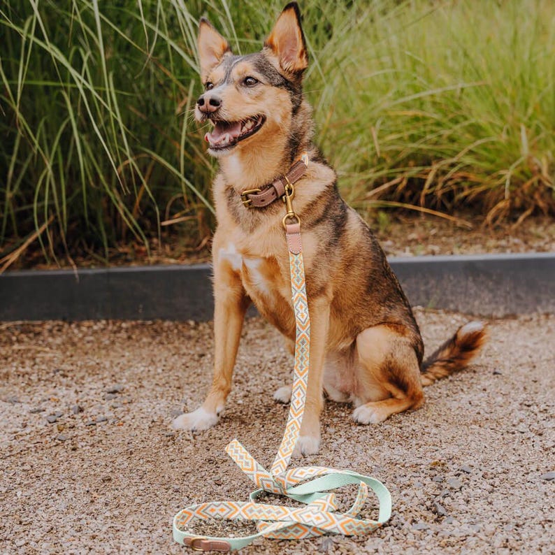 Laisse premium pour chien - Réglable en 3 points - 2 m