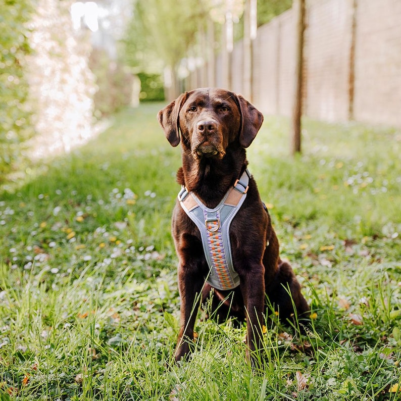 Harnais rembourré haut de gamme pour chien avec poignée et réflecteurs - Très Chic