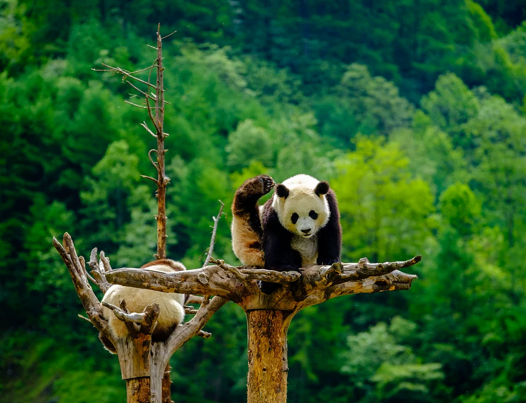 Chengdu Research Base of Giant Panda Breeding