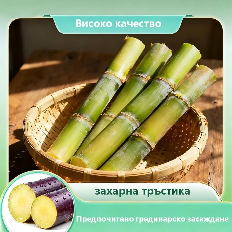🌱 Високодобивни семена от захарна тръстика – лесни за отглеждане и оцеляване, идеални за домашно засаждане на плодове (100 таблетки/опаковка)