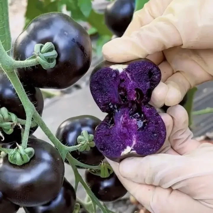 🌿 Рядък домат Черна роза - Черен скъпоценен камък от българската градина 🌿(50 таблетки/опаковка)
