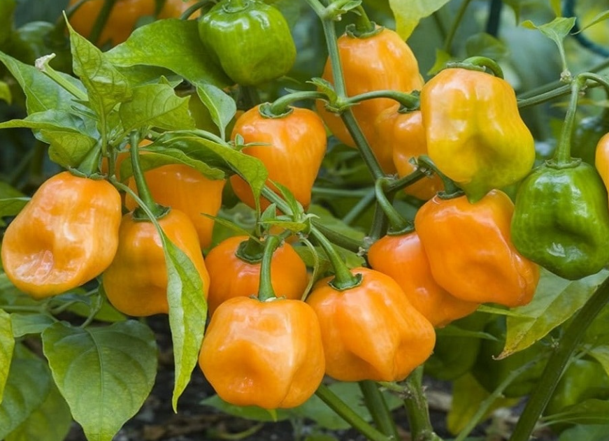 🌶️Семена от чили Habeno - Най-голямото вкусово предизвикателство! 🔥 (100 семена/опаковка)
