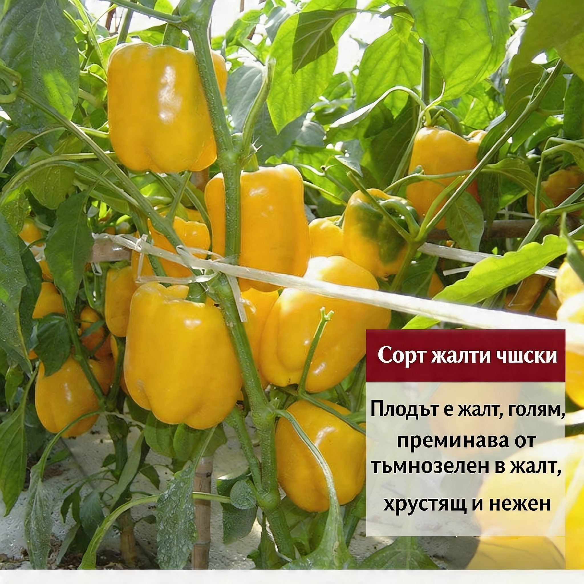 🌶️ Семена от чушки | Дъгови плодове от Божията градина: Отглеждайте балкански вкусове у дома(50 таблетки/опаковка)