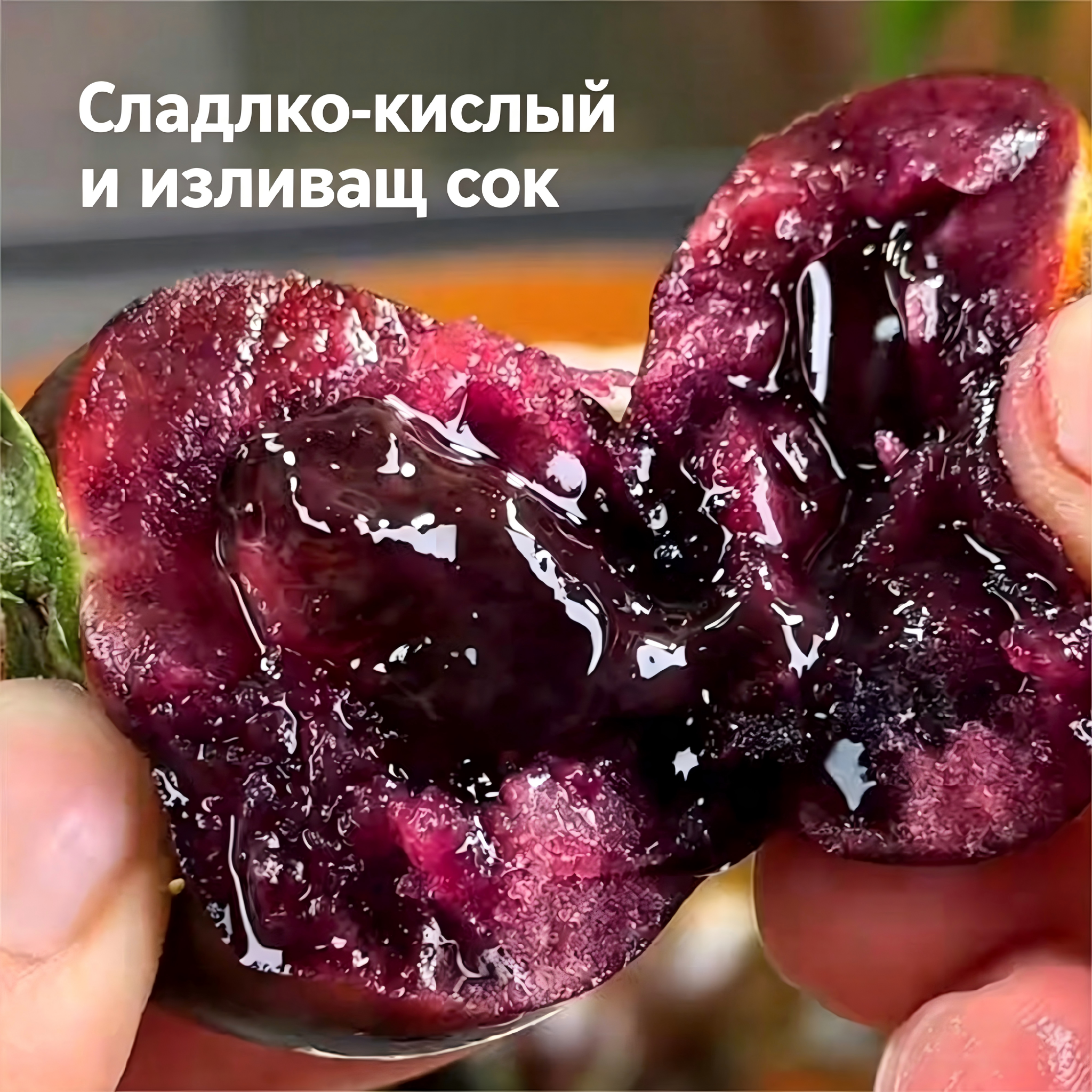 🌿 Рядък домат Черна роза - Черен скъпоценен камък от българската градина 🌿(50 таблетки/опаковка)