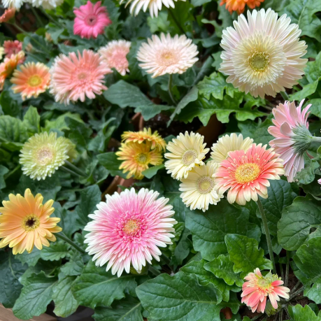 🌼Семена от гербери с различни цветове
