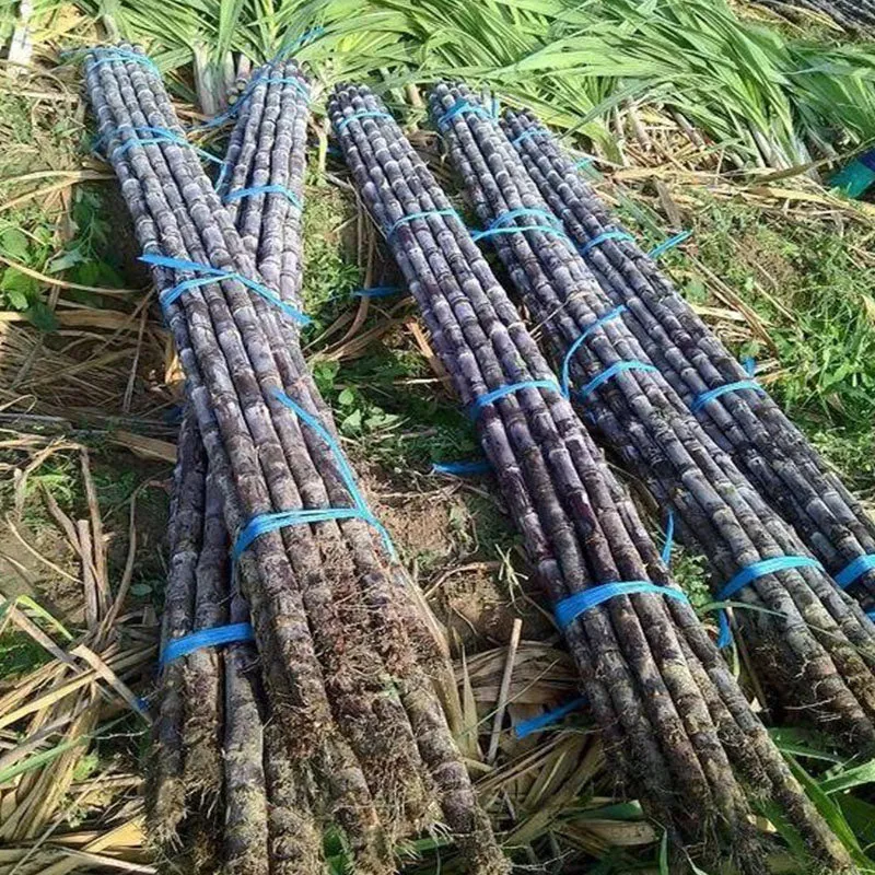 🌱 Високодобивни семена от захарна тръстика – лесни за отглеждане и оцеляване, идеални за домашно засаждане на плодове (100 таблетки/опаковка)