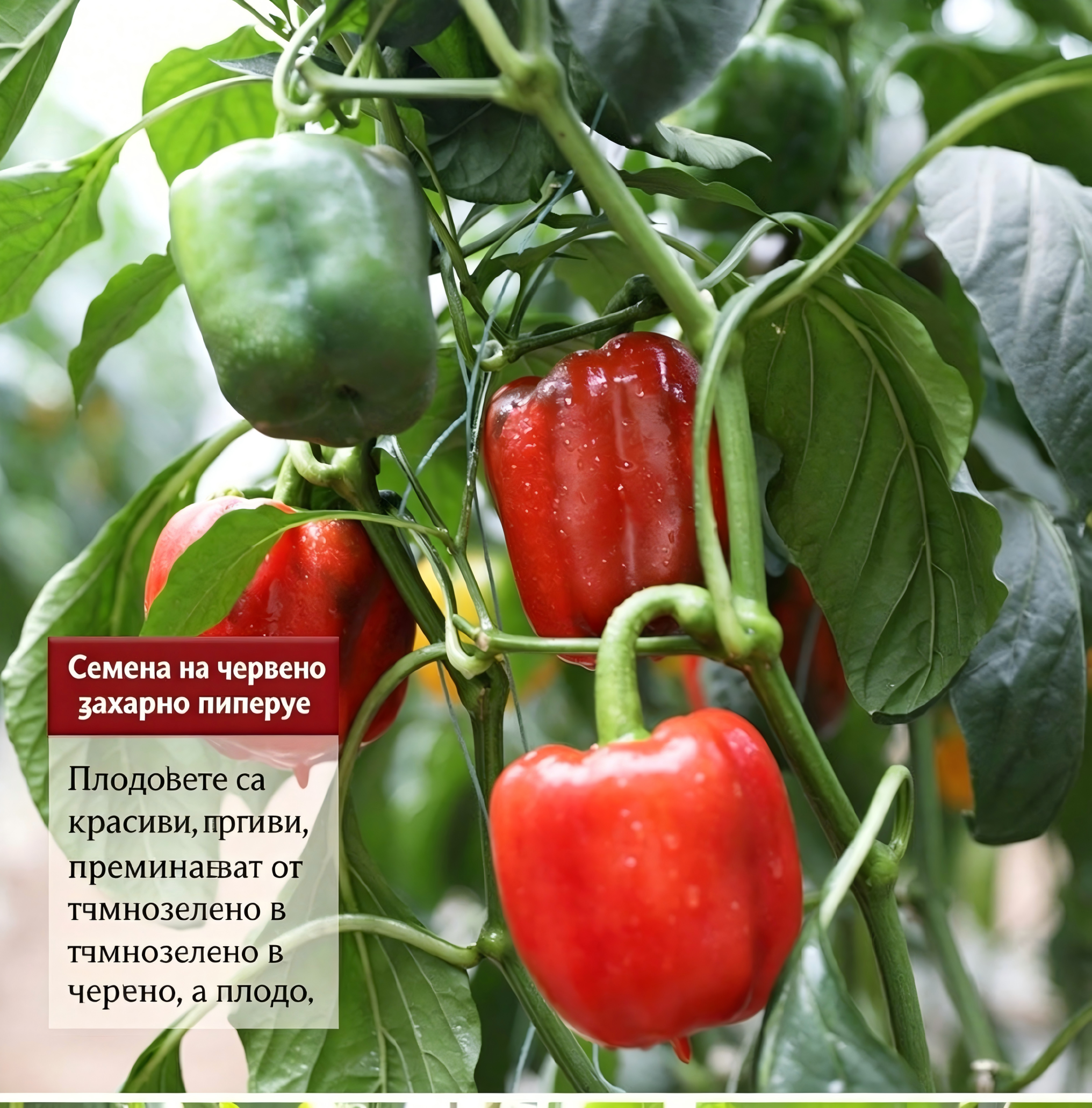 🌶️ Семена от чушки | Дъгови плодове от Божията градина: Отглеждайте балкански вкусове у дома(50 таблетки/опаковка)