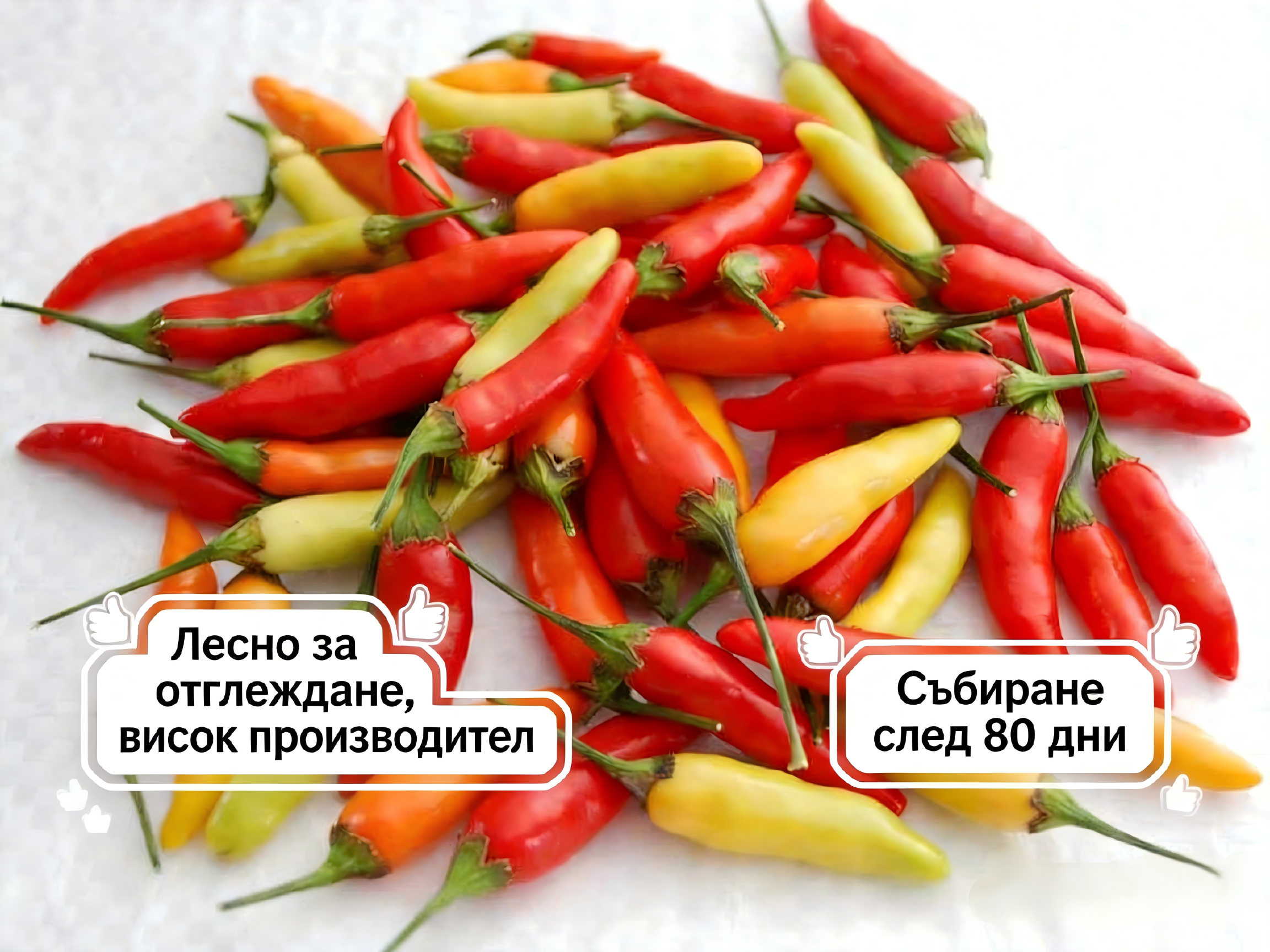 🌶️ Семена от пипер Табаско - съставката на душата на световноизвестните сосове(50 таблетки/опаковка)