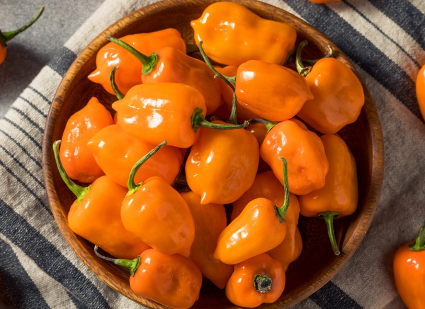 🌶️Семена от чили Habeno - Най-голямото вкусово предизвикателство! 🔥 (100 семена/опаковка)