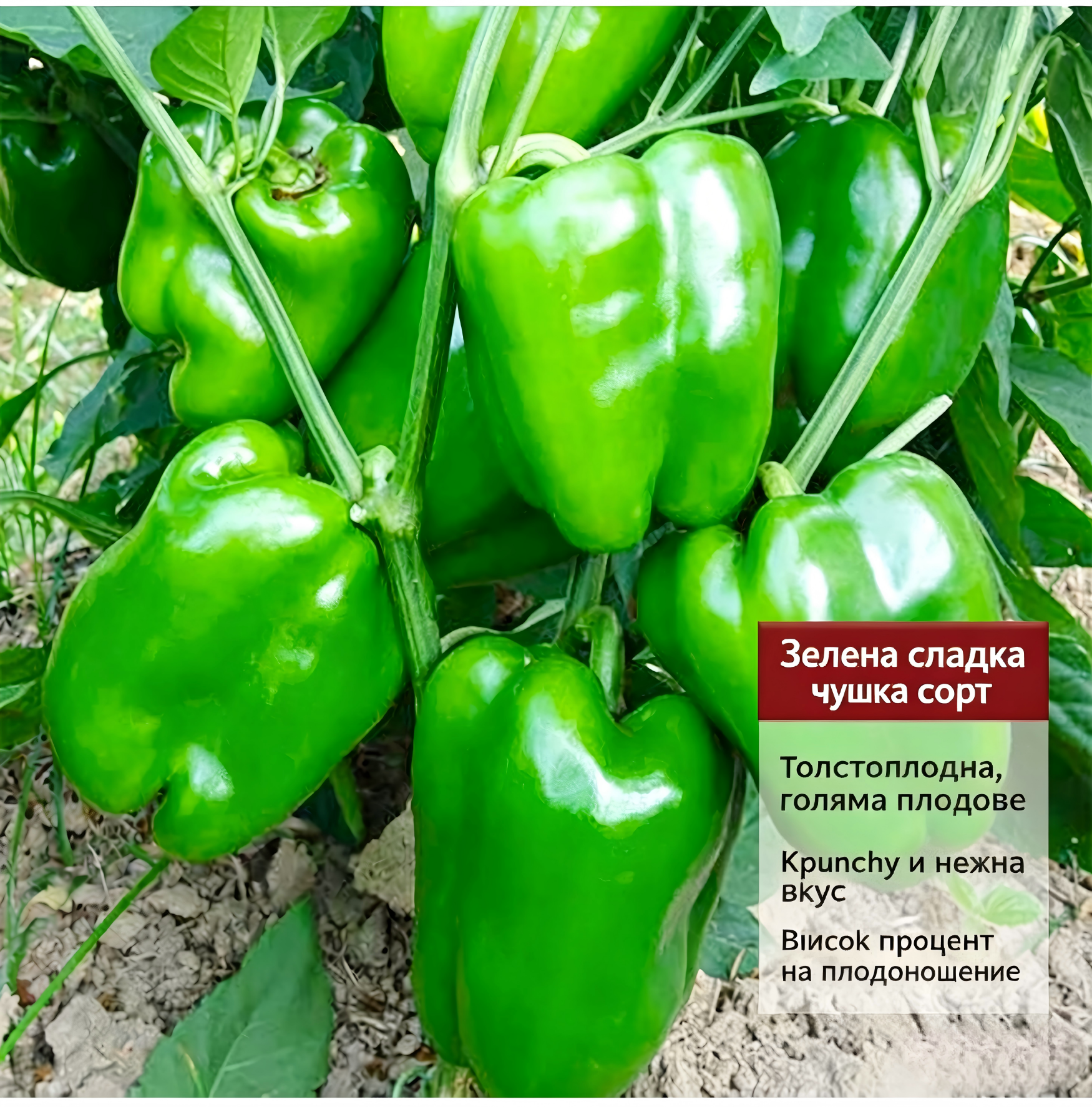 🌶️ Семена от чушки | Дъгови плодове от Божията градина: Отглеждайте балкански вкусове у дома(50 таблетки/опаковка)