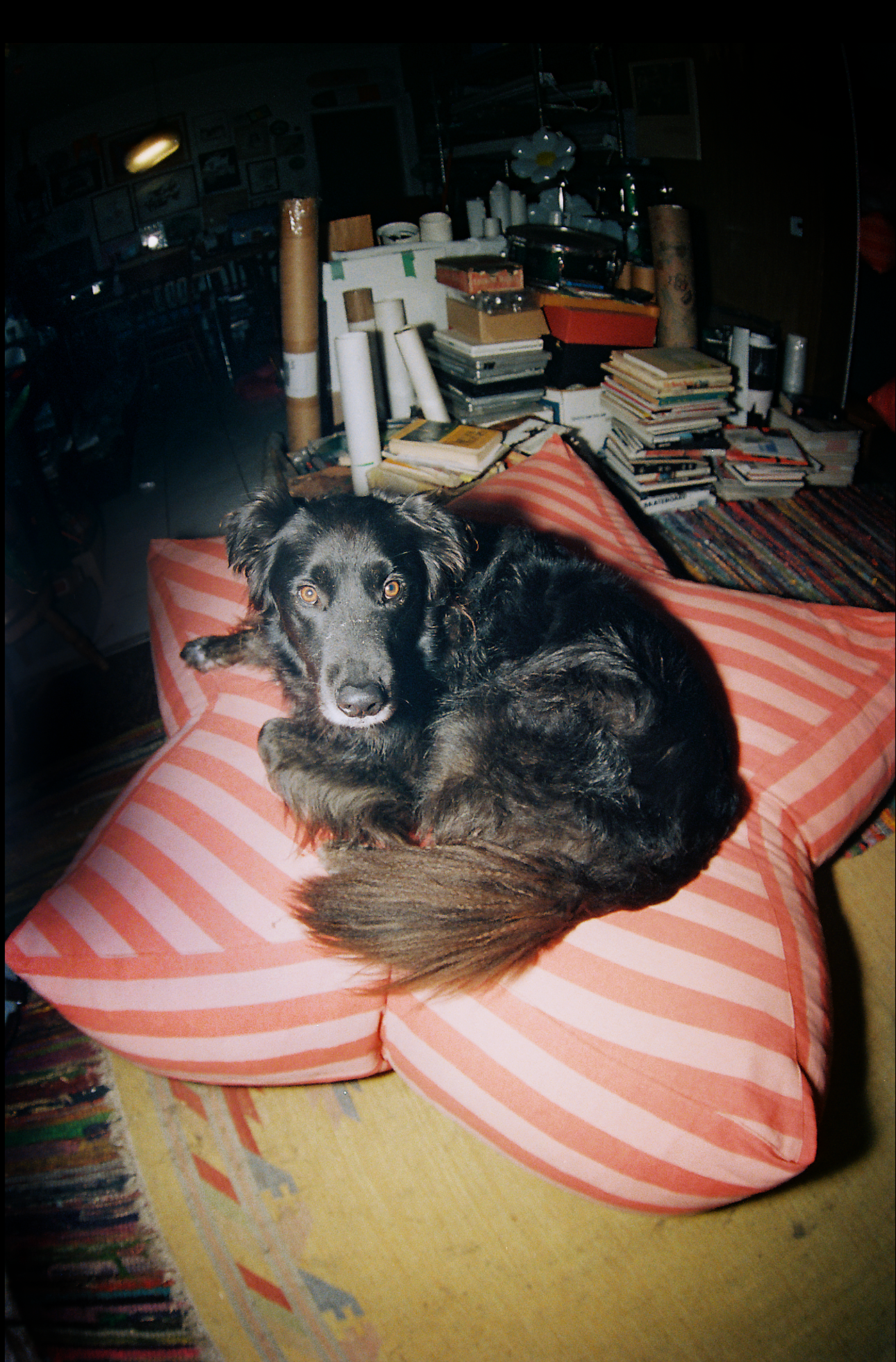 BABY BOBO