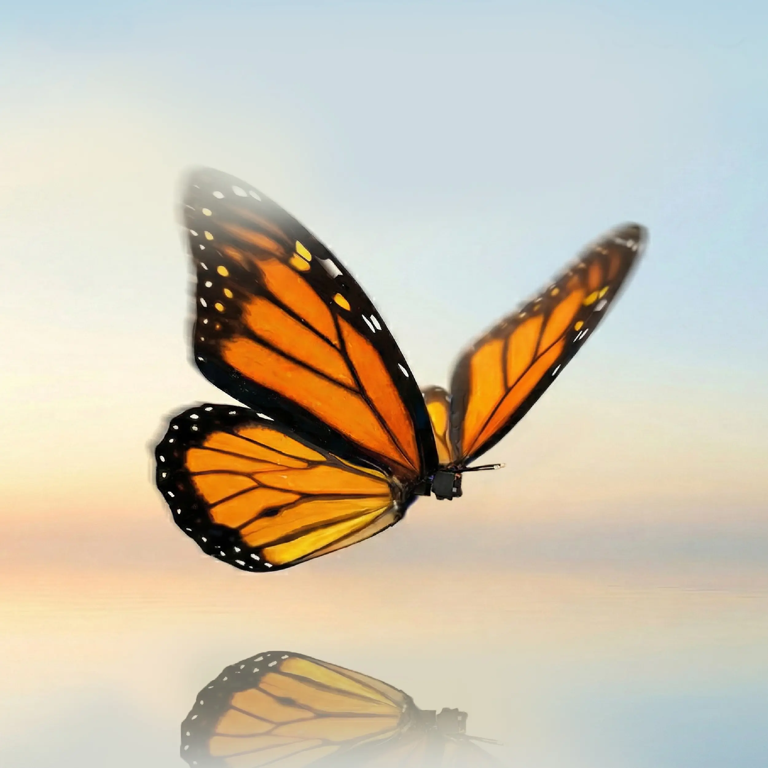 Bionic RC Flying Butterfly | Realistic Flapping Monarch | Cool Tech Toy & Gift