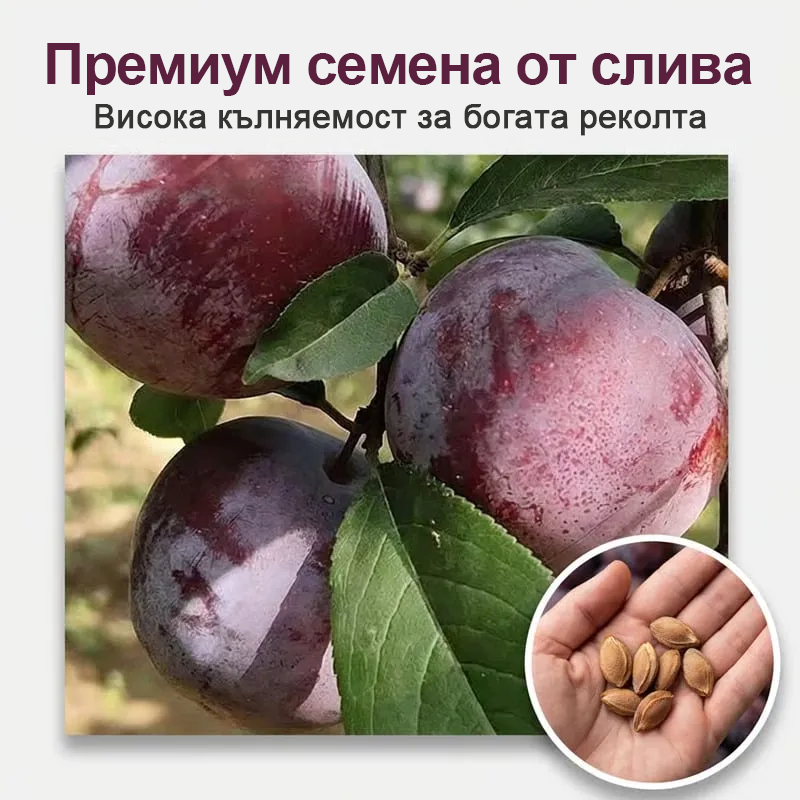 ⏰🍑Комплект за отглеждане на сливи Heirloom без ГМО, готови за засаждане (100 таблетки/опаковка)