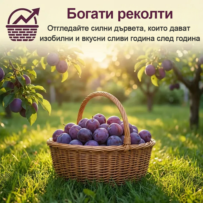 ⏰🍑Комплект за отглеждане на сливи Heirloom без ГМО, готови за засаждане (100 таблетки/опаковка)