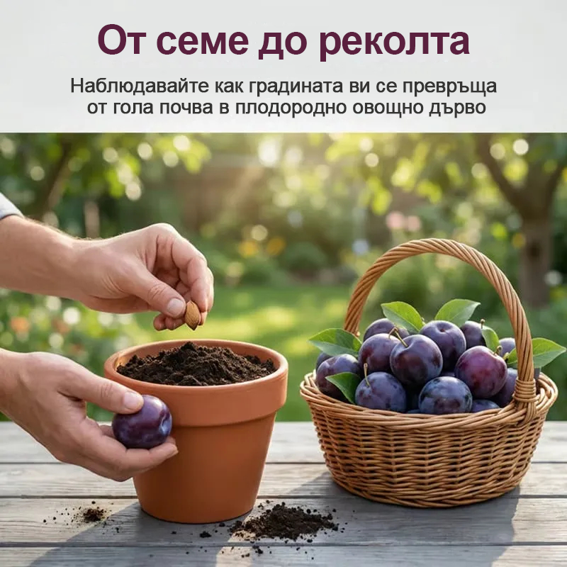 ⏰🍑Комплект за отглеждане на сливи Heirloom без ГМО, готови за засаждане (100 таблетки/опаковка)