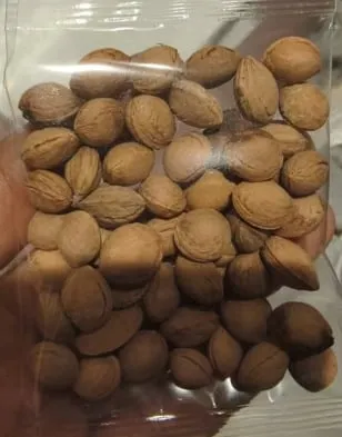 ⏰🍑Комплект за отглеждане на сливи Heirloom без ГМО, готови за засаждане (100 таблетки/опаковка)