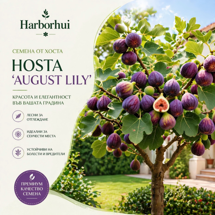 🏆Над 65 000 ПРОДАДЕНИ!🌿Семена за живо растение Mission Fig Tree – Лесни за отглеждане на верандата и балкона у дома (100 таблетки/опаковка)