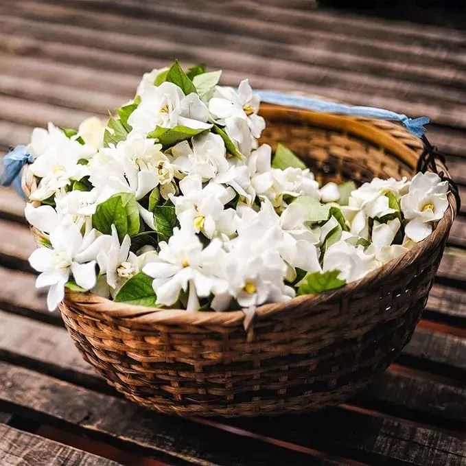 🌸 Двулистни семена от жасмин — Създайте ароматна градина! 🌿❄️ (100 семена/опаковка)