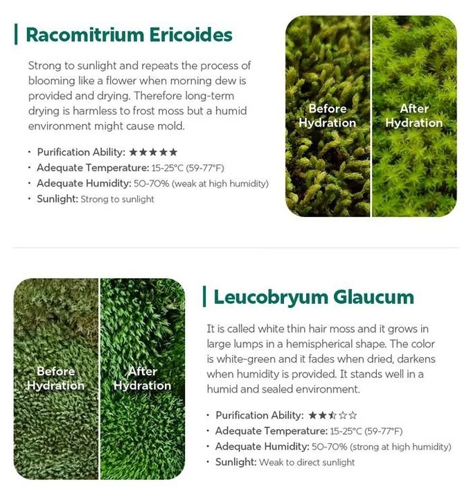 Smart Live‑Moss Terrarium with Fog Humidification & Bluetooth Control, Chemical‑Free Indoor Air Refresh