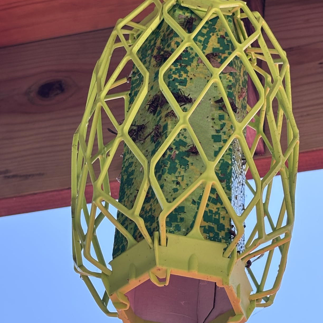 Wasp Trap – Sticky Trap for Wasps, Mud Daubers & Carpenter Bees
