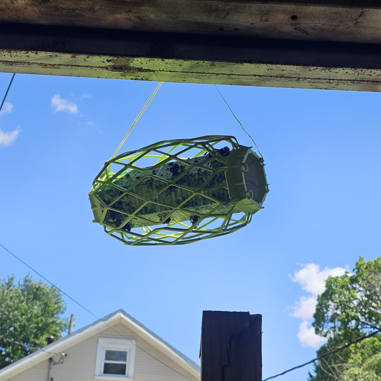Wasp Trap – Sticky Trap for Wasps, Mud Daubers & Carpenter Bees