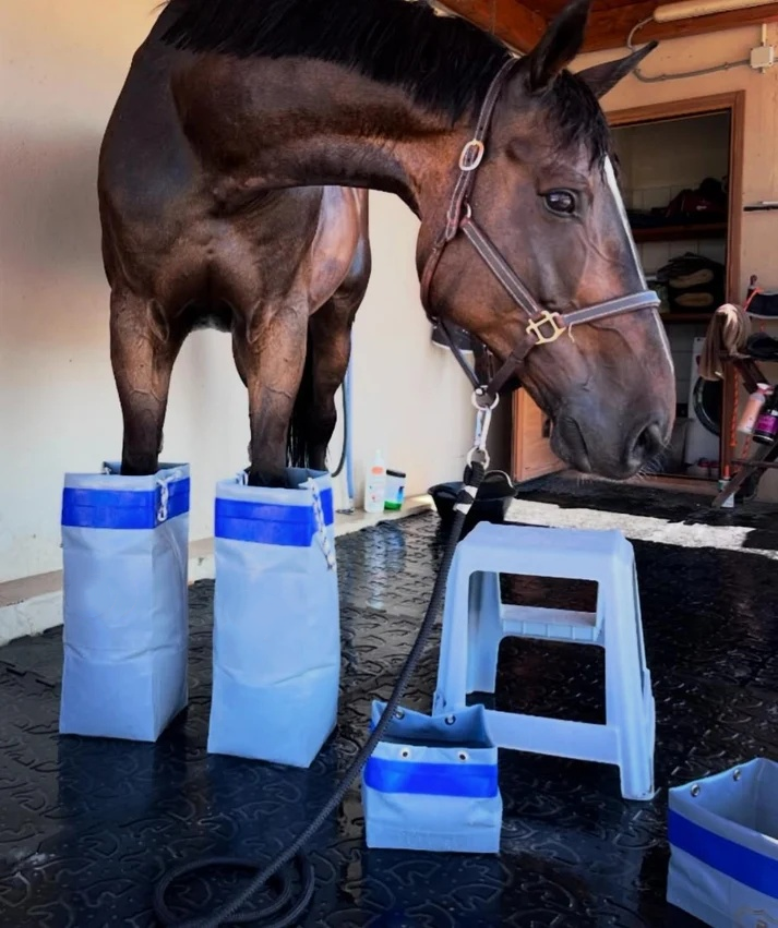 Equine Cold Therapy Boots